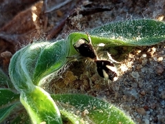 Traumatomutilla bifurca