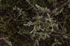 Enchylaena tomentosa