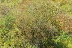 Prunus padus
