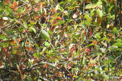 Prunus padus