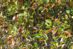 Prunus padus