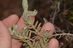Enchylaena tomentosa
