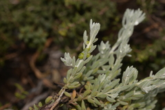 Enchylaena tomentosa