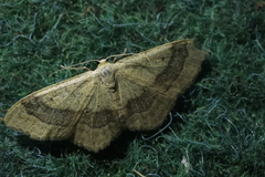 Idaea aversata