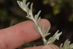 Enchylaena tomentosa