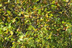 Prunus padus