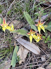 Caladenia flava