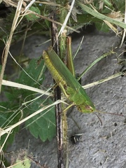 Chorthippus dorsatus