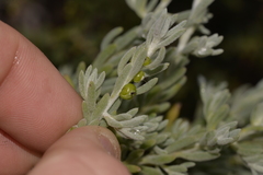 Enchylaena tomentosa