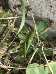 Chorthippus dorsatus