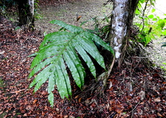 Polypodiaceae