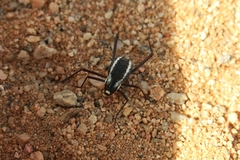 Stenocara gracilipes