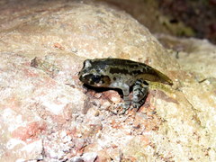 Leptobrachium hasseltii