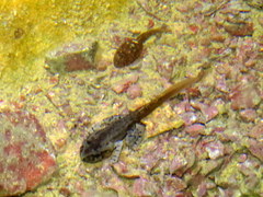 Leptobrachium hasseltii