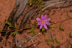 Calandrinia