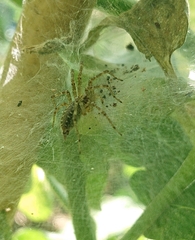 Allagelena gracilens