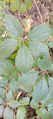 Parthenocissus inserta