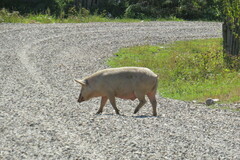 Sus scrofa domesticus