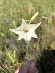 Gladiolus longicollis