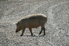 Sus scrofa domesticus