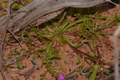 Calandrinia