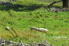 Sus scrofa domesticus