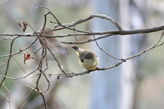Acanthiza reguloides