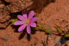 Calandrinia