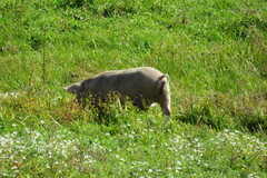 Sus scrofa domesticus