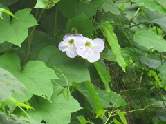 Thunbergia grandiflora