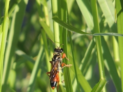 Sphex dorsalis