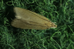 Helcystogramma rufescens
