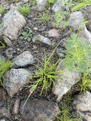 Cyperus brevifolius