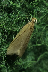 Helcystogramma rufescens