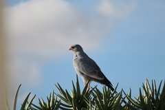 Melierax canorus canorus