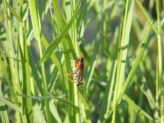 Sphex dorsalis