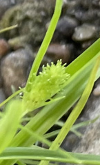 Cyperus brevifolius