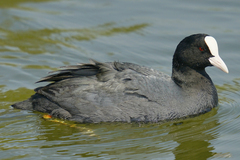 Fulica atra