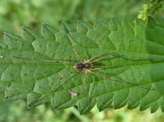 Oligolophus tridens