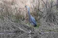 Egretta novaehollandiae
