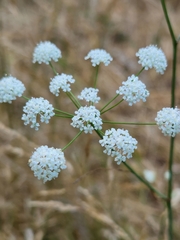 Perideridia gairdneri