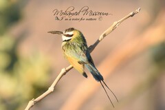 Merops albicollis