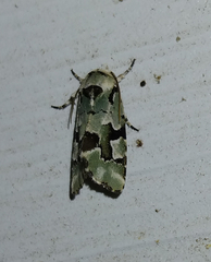 Emarginea percara