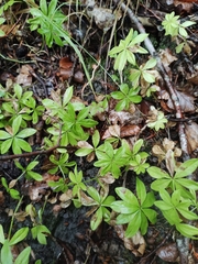 Galium odoratum