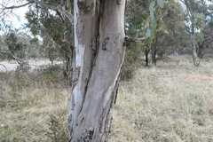 Eucalyptus blakelyi