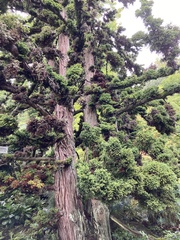 Cryptomeria japonica