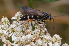 Episyron rufipes