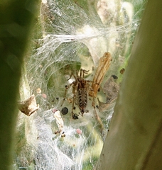 Allagelena gracilens