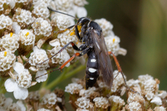 Episyron rufipes