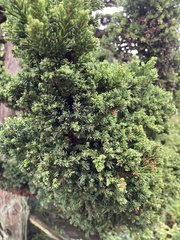 Cryptomeria japonica